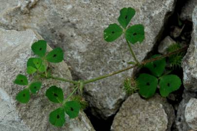 Fotografia da espécie Medicago arabica