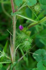 Fotografia da espécie Medicago arabica