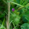 Fotografia 6 da espécie Medicago arabica do Jardim Botânico UTAD