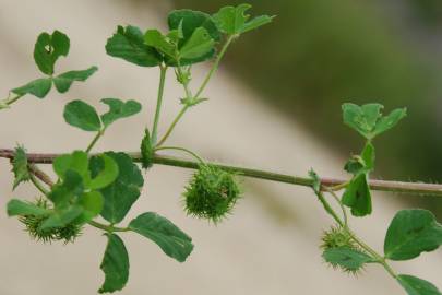 Fotografia da espécie Medicago arabica