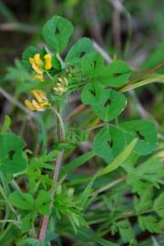 Fotografia da espécie Medicago arabica