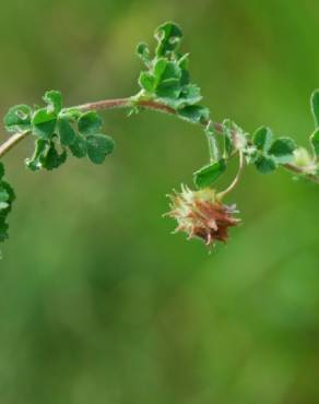 Fotografia 1 da espécie Medicago rigidula no Jardim Botânico UTAD