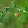 Fotografia 1 da espécie Medicago rigidula do Jardim Botânico UTAD