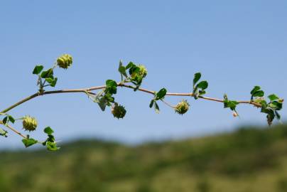 Fotografia da espécie Medicago rigidula