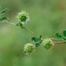 Fotografia 3 da espécie Medicago rigidula do Jardim Botânico UTAD