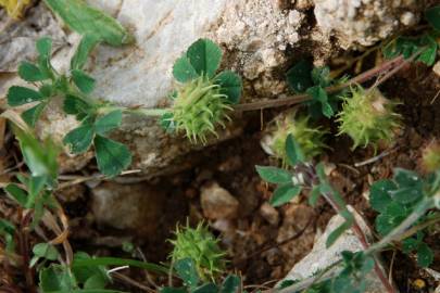 Fotografia da espécie Medicago rigidula