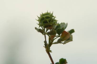 Fotografia da espécie Medicago rigidula