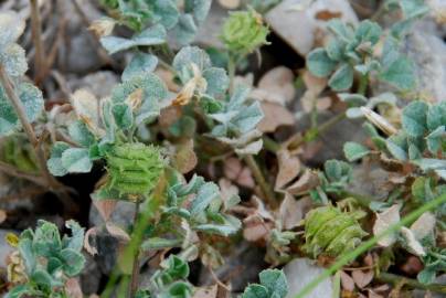 Fotografia da espécie Medicago rigidula