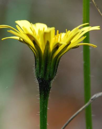 Fotografia de capa Leontodon tuberosus - do Jardim Botânico