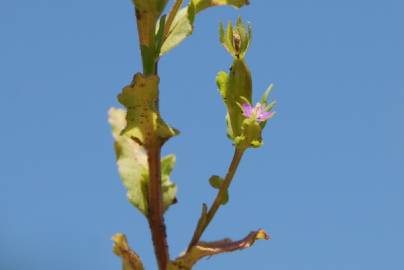 Fotografia da espécie Legousia hybrida