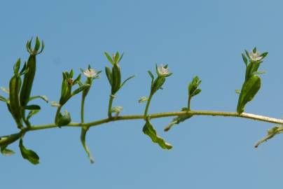 Fotografia da espécie Legousia hybrida