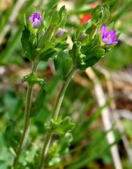 Legousia hybrida