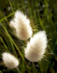Lagurus ovatus