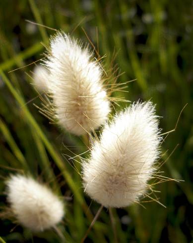 Fotografia de capa Lagurus ovatus - do Jardim Botânico