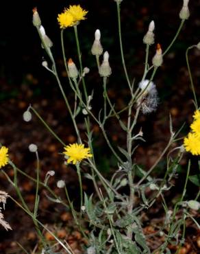 Fotografia 1 da espécie Crepis foetida subesp. foetida no Jardim Botânico UTAD