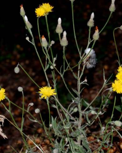 Fotografia de capa Crepis foetida subesp. foetida - do Jardim Botânico