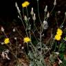 Fotografia 1 da espécie Crepis foetida subesp. foetida do Jardim Botânico UTAD