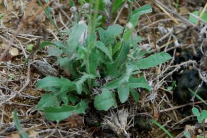 Fotografia da espécie Crepis foetida subesp. foetida