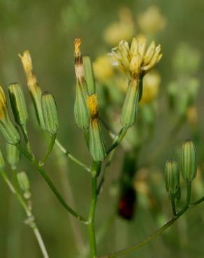 Fotografia 3 da espécie Crepis pulchra no Jardim Botânico UTAD