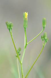 Fotografia da espécie Crepis pulchra