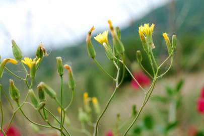 Fotografia da espécie Crepis pulchra