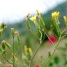 Fotografia 5 da espécie Crepis pulchra do Jardim Botânico UTAD