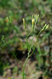 Fotografia da espécie Crepis pulchra