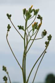 Fotografia da espécie Crepis pulchra