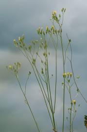 Fotografia da espécie Crepis pulchra