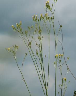 Fotografia 10 da espécie Crepis pulchra no Jardim Botânico UTAD