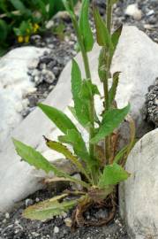 Fotografia da espécie Crepis pulchra