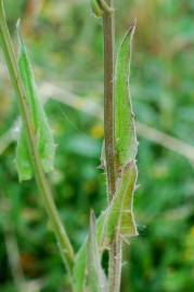 Fotografia da espécie Crepis pulchra