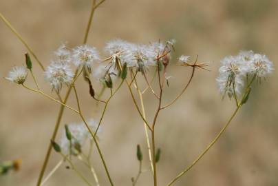 Fotografia da espécie Crepis pulchra