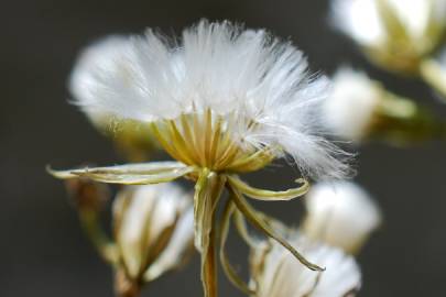 Fotografia da espécie Crepis pulchra