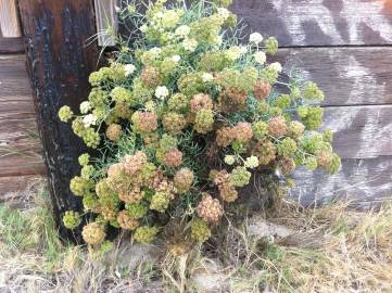 Fotografia da espécie Crithmum maritimum