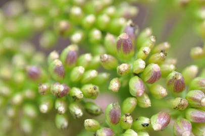 Fotografia da espécie Crithmum maritimum