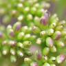 Fotografia 10 da espécie Crithmum maritimum do Jardim Botânico UTAD