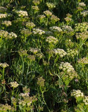 Fotografia 11 da espécie Crithmum maritimum no Jardim Botânico UTAD