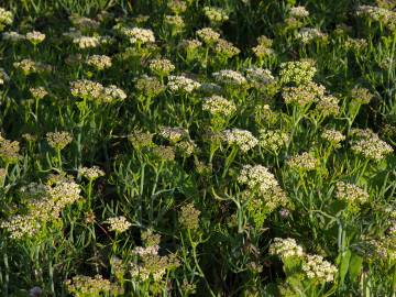 Fotografia da espécie Crithmum maritimum