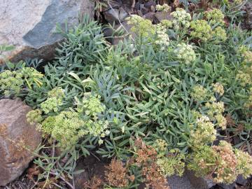 Fotografia da espécie Crithmum maritimum