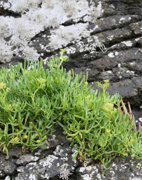 Fotografia 13 da espécie Crithmum maritimum no Jardim Botânico UTAD