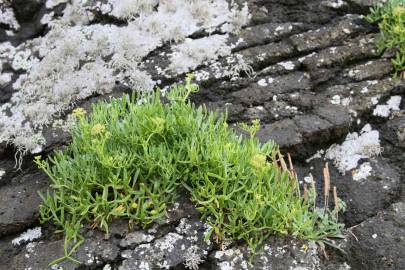 Fotografia da espécie Crithmum maritimum