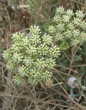 Fotografia 14 da espécie Crithmum maritimum no Jardim Botânico UTAD