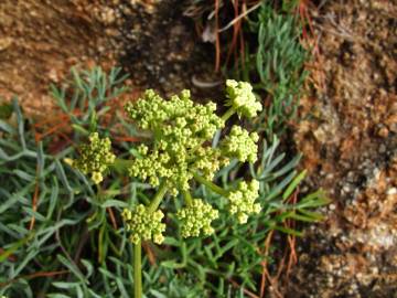 Fotografia da espécie Crithmum maritimum