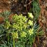 Fotografia 15 da espécie Crithmum maritimum do Jardim Botânico UTAD