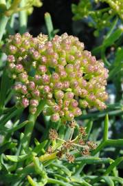 Fotografia da espécie Crithmum maritimum