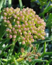 Fotografia da espécie Crithmum maritimum