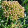 Fotografia 1 da espécie Crithmum maritimum do Jardim Botânico UTAD