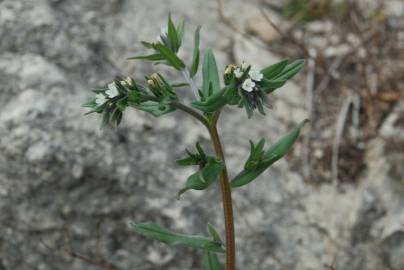 Fotografia da espécie Lithospermum arvense subesp. arvense