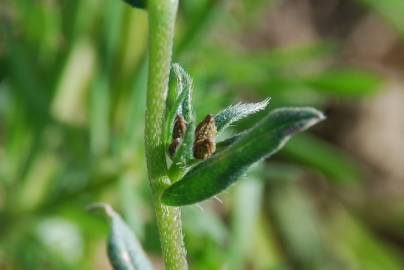 Fotografia da espécie Lithospermum arvense subesp. arvense